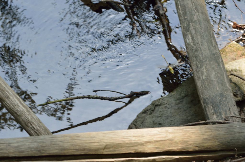 Gomphidae?  No, cfr. Cordulegaster sp. (Cordulegastridae)